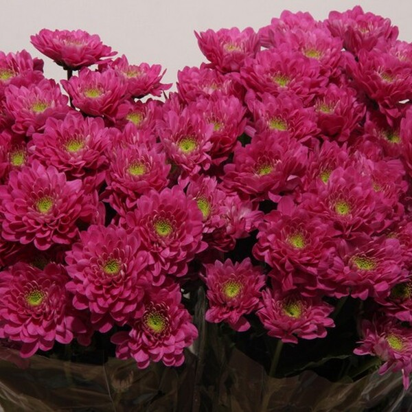 CRISANTEM *EXOPOLIS* (TIPO EURO)