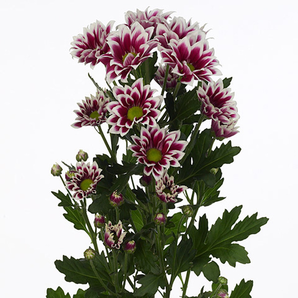 CRISANTEM *FIRMENICH*