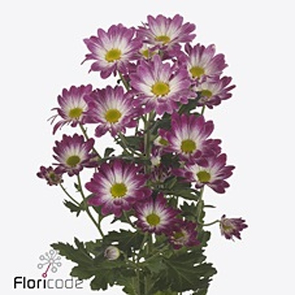 CRISANTEM *FLARESTAR* (fucsia amb blanc)