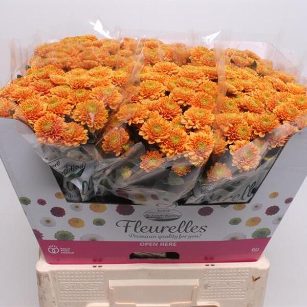 CRISANTEM *FLEURELLES ORANGE*