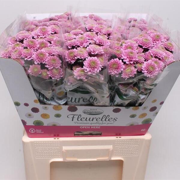 CRISANTEM *FLEURELLES PINK*
