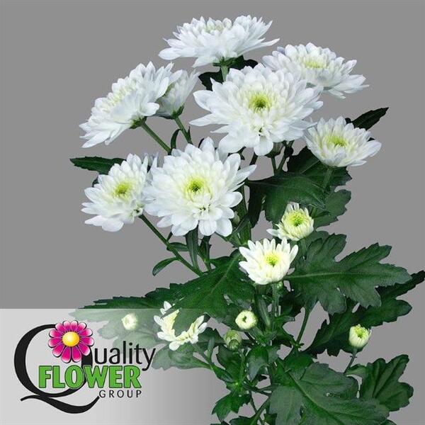 CRISANTEM BLANC *FORTUNE*