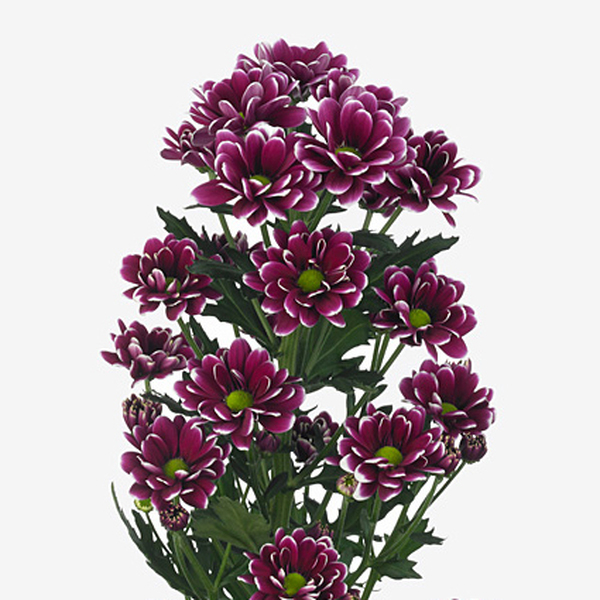 CRISANTEM *ALAMOS* (FUCSIA AMB BLANC)