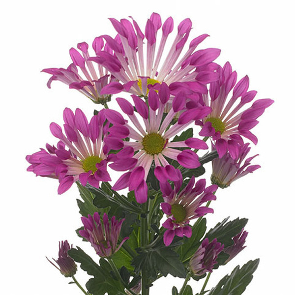 CRISANTEMO FUCSIA *DANCE*