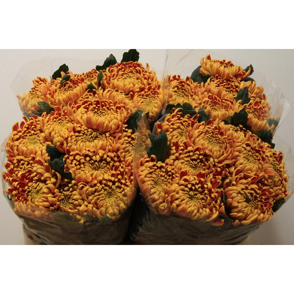 CRISANTEM UNIFLORA *FUEGO*