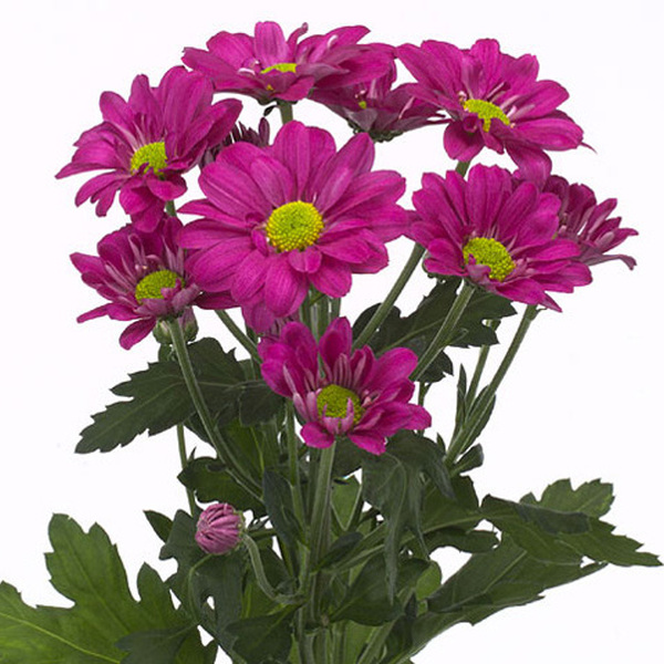 CRISANTEM FUCSIA *SPLENDID*