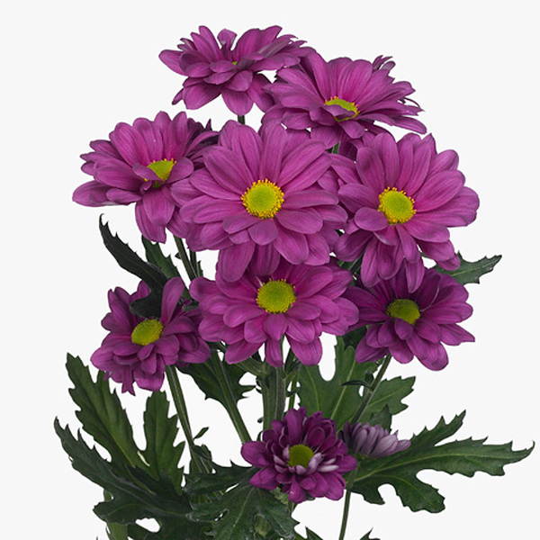 CRISANTEMO FUCSIA *TALITHA*