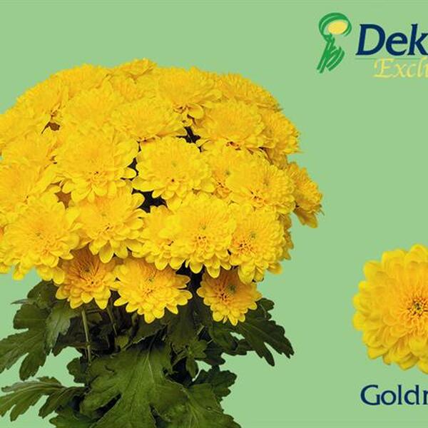 CRISANTEM *GOLDRUSH*