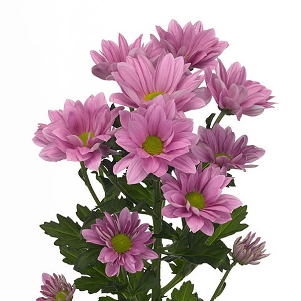 CRISANTEM ROSA *GRAND PINK*