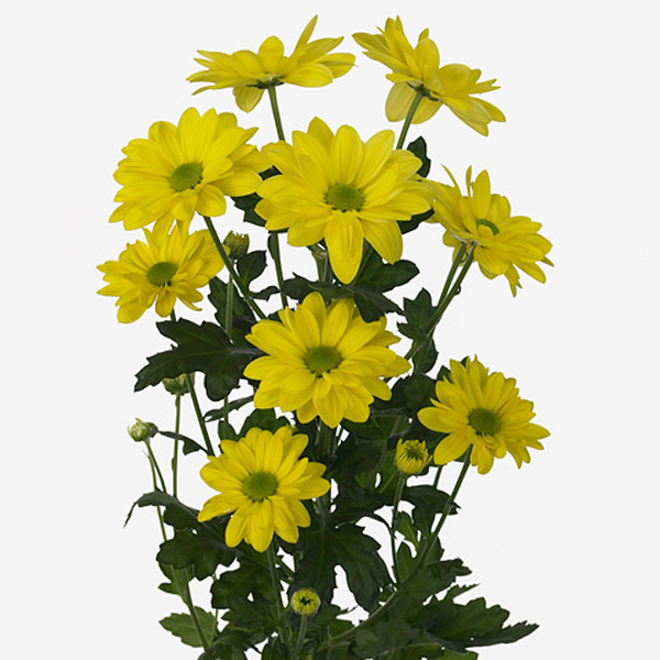 CRISANTEM GROC *BACARDI SUNNY*