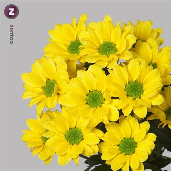 CRISANTEM GROC *COPA*