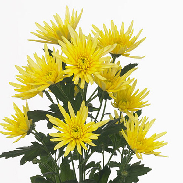 CRISANTEM GROC *DELIANNE YELLOW*