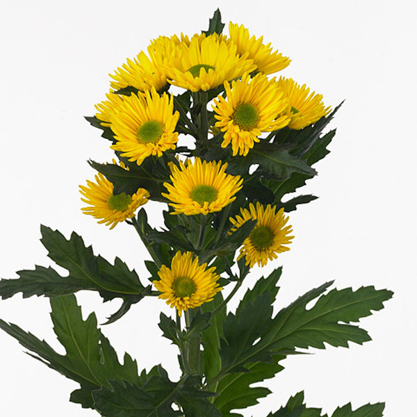 CRISANTEM GROC *KORONA*