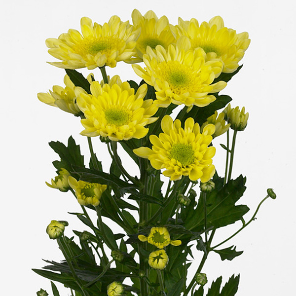 CRISANTEM GROC *RADOST YELLOW*