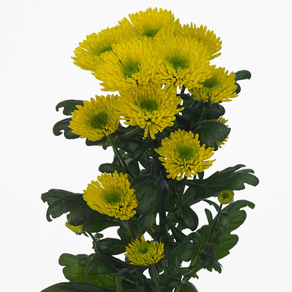 CRISANTEMO AMARILLO *RANOMI*