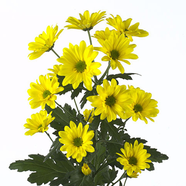 CRISANTEMO AMARILLO *REAGAN SUNNY*