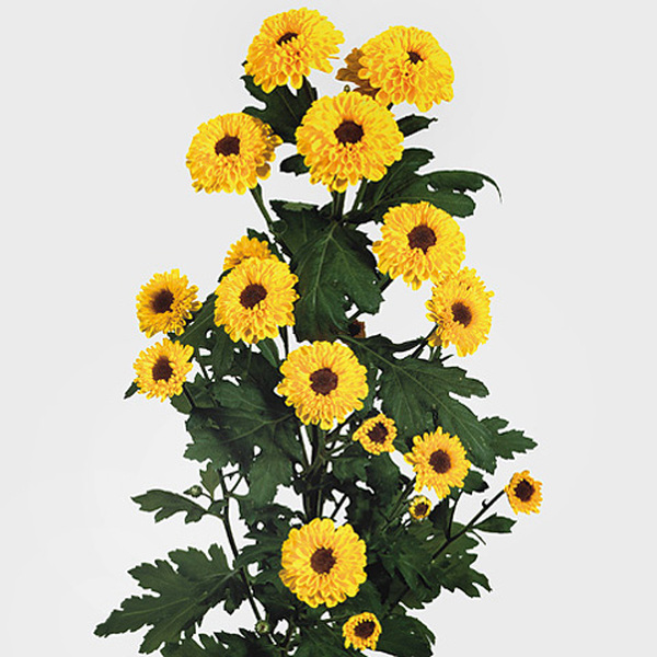 CRIS.NAC.*VIKING* (girasol pequeño)