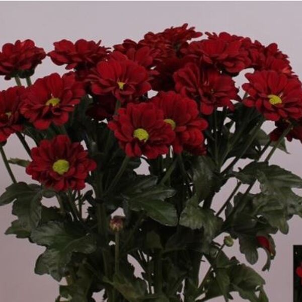 CRISANTEM VERMELL HAIKU