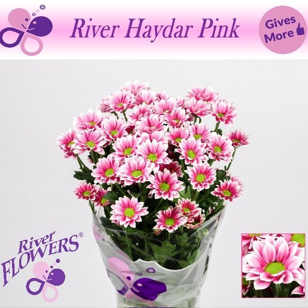 CRISANTEM HAYDAR PINK