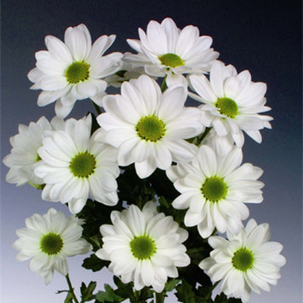 CRISANTEM BLANC *HIMALAYA*