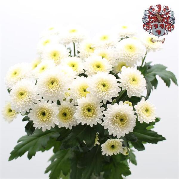 CRISANTEM GROC BOLETA IBIS