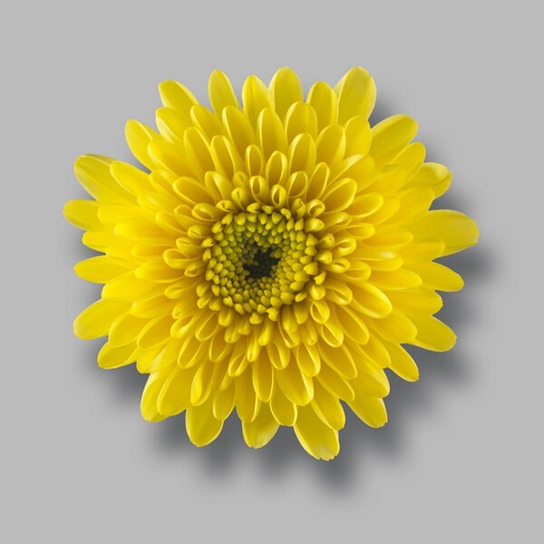 CRISANTEM GROC BOLETA *IBIS GROC*