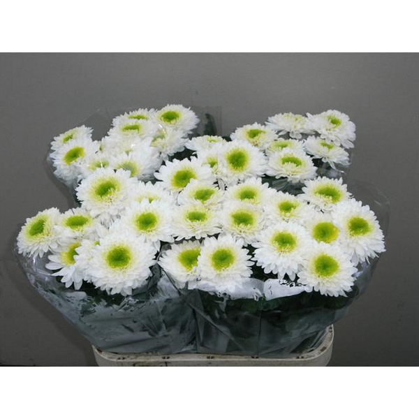 CRISANTEM UNIFLORA INGA