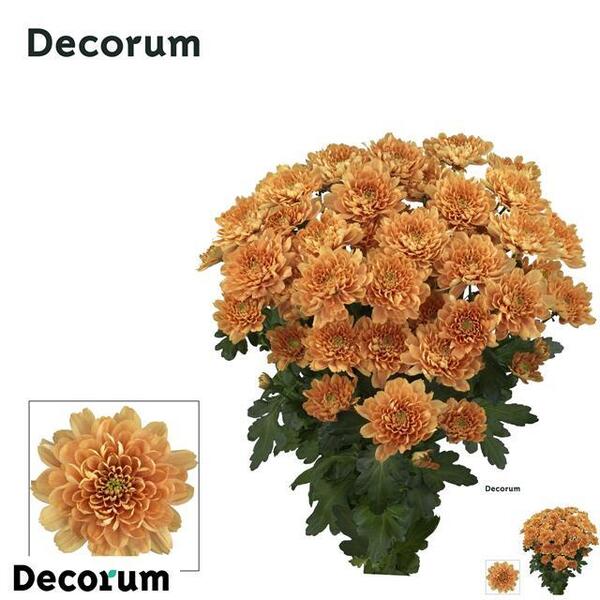 CRISANTEM *KALIMBA ORANGE*