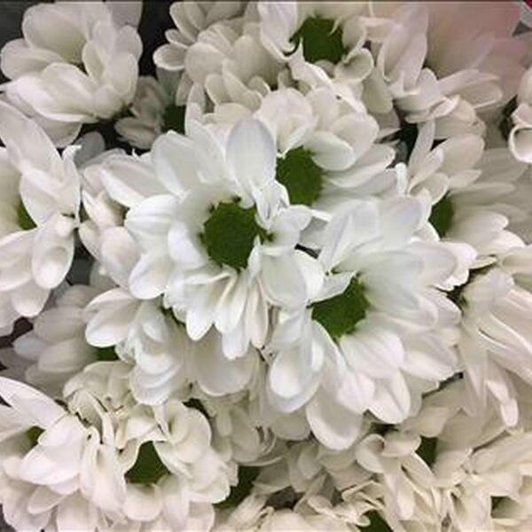 CRISANTEM BLANC *KENNEDY*