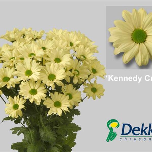 CRISANTEM *KENNEDY CREAM*