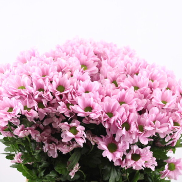 CRISANTEM ROSA *KENNEDY*