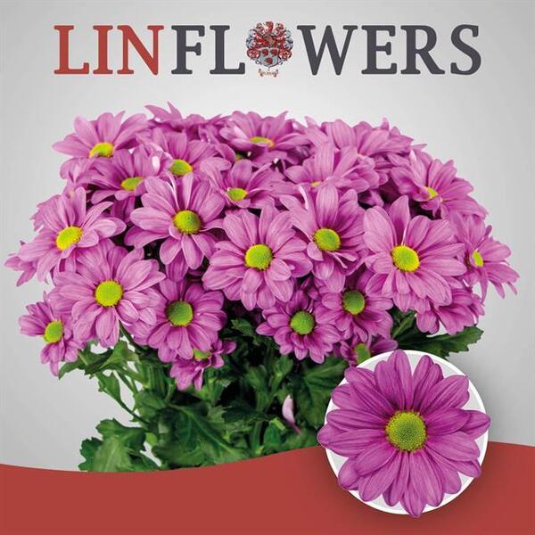 CRISANTEM ROSA *LARSSON*