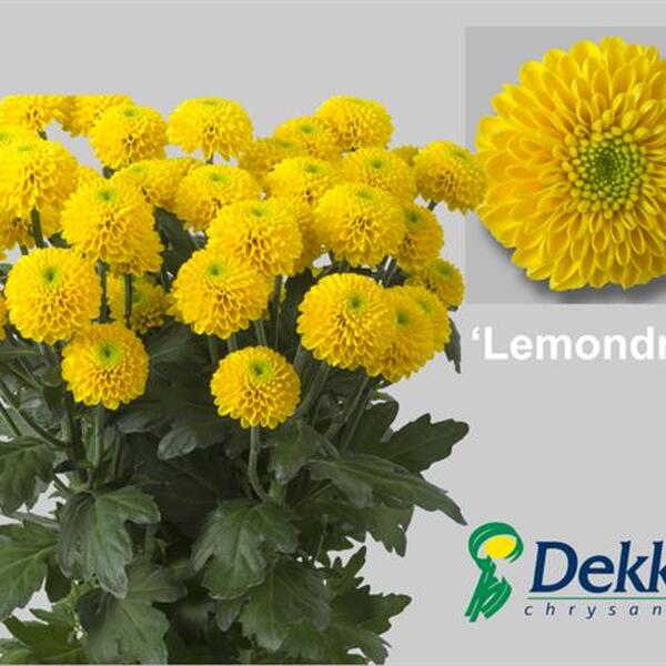 CRISANTEM GROC BOLETA *LEMONDROP*