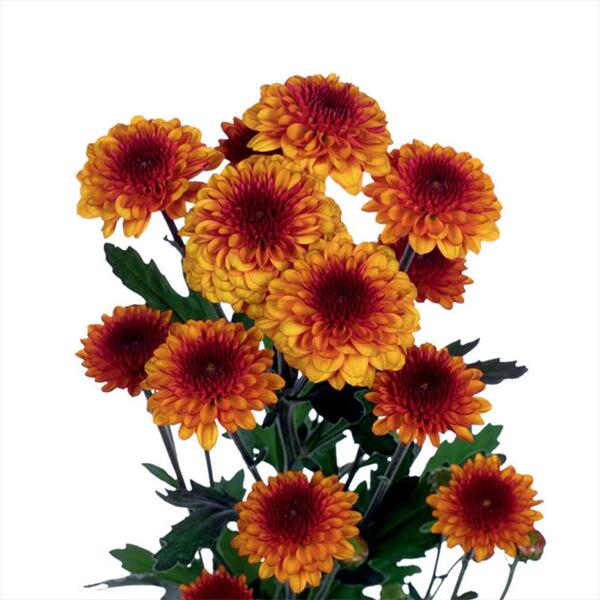 CRISANTEM BOLETA *LEXY*