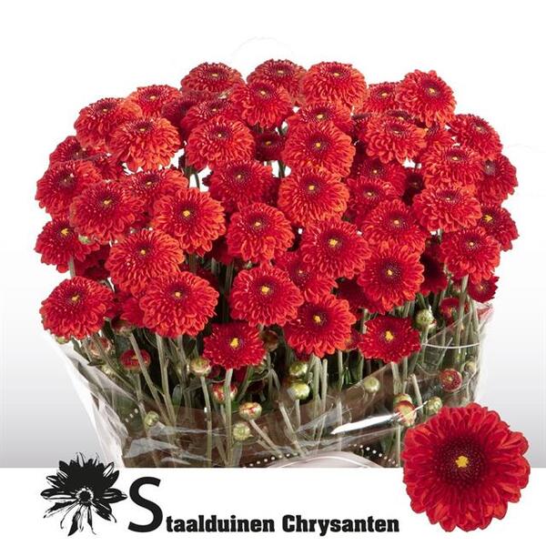 CRISANTEM BOLETA *LEXY RED*