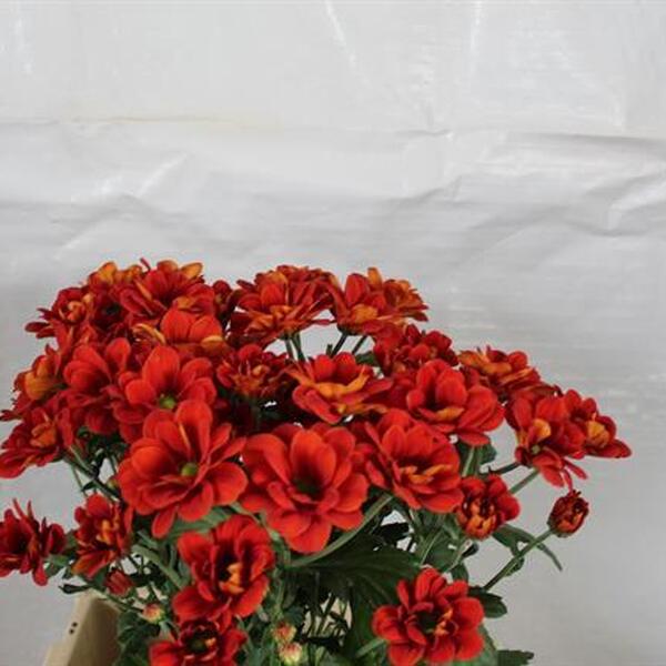 CRISANTEM TARONJA VERMELLÓS *MANAGUA*