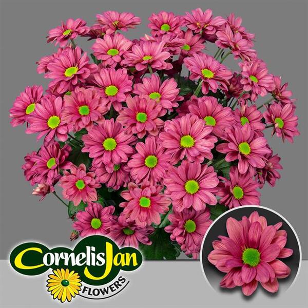 CRISANTEM *MEMPHIS CHERRY*