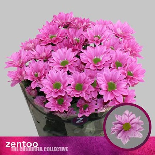 CRISANTEM ROSA *MYRA*