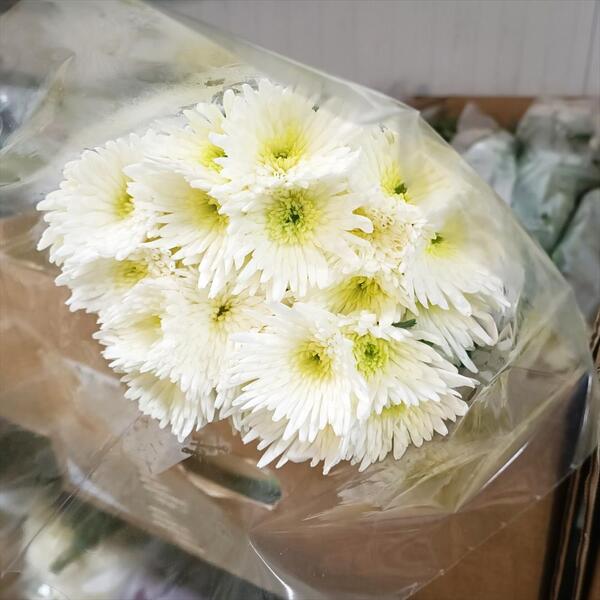 CRISANTEM NACIONAL SPIDER BLANC