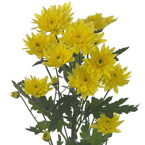 CRISANTEMO NACIONAL *EURO AMARILLO*