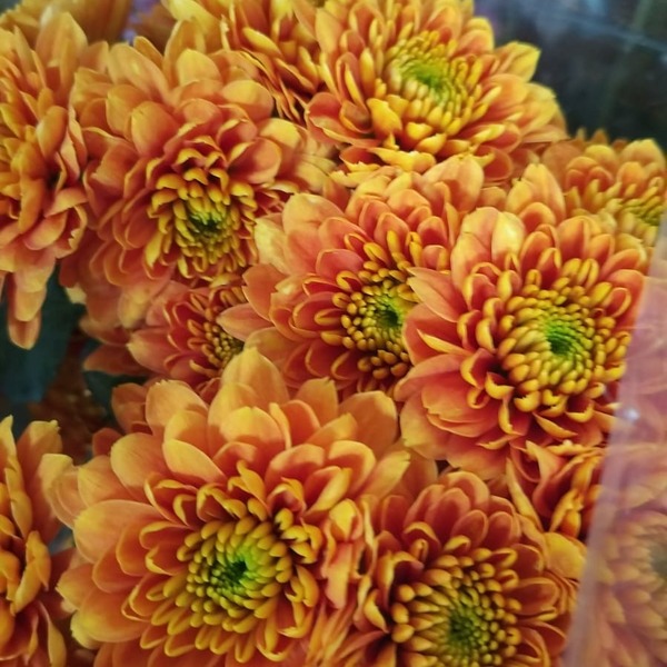 CRIS. NACIONAL FUEGO