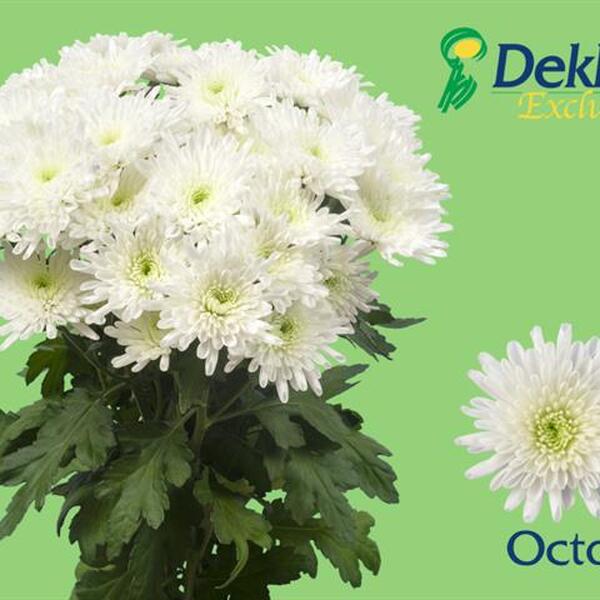 CRISANTEM *OCTO*  NEW!!!