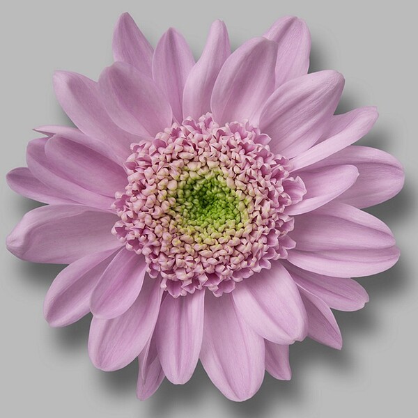 CRISANTEM ROSA *OPTIMIST*