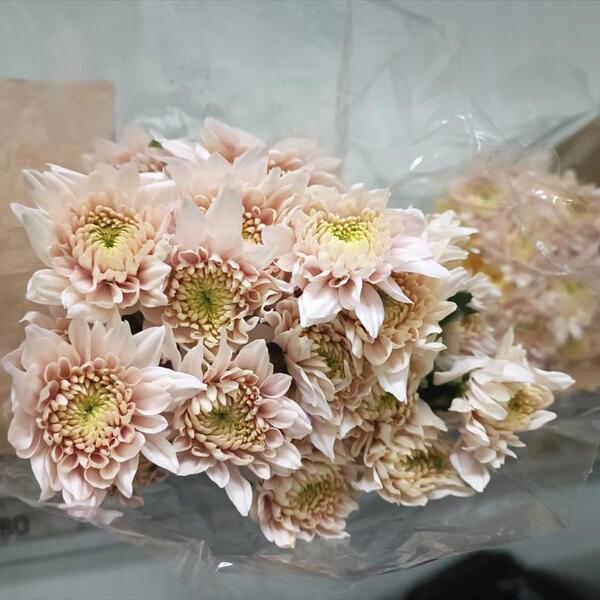 CRISANTEM *PASTELA SALMON*  tipo dalieta