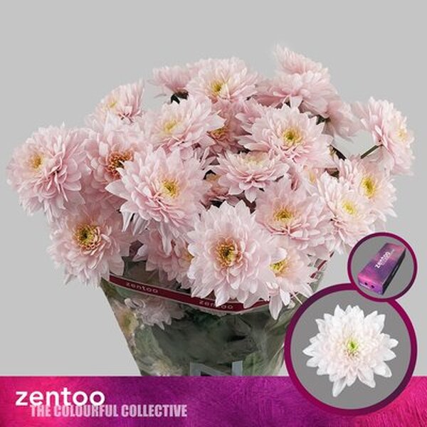 CRISANTEM *PASTELA PINK*  tipo dalieta