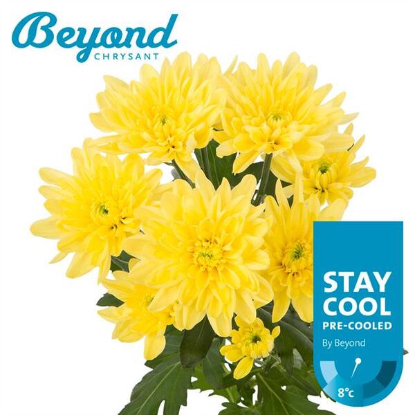 CRISANTEM GROC PIÑA COLADA