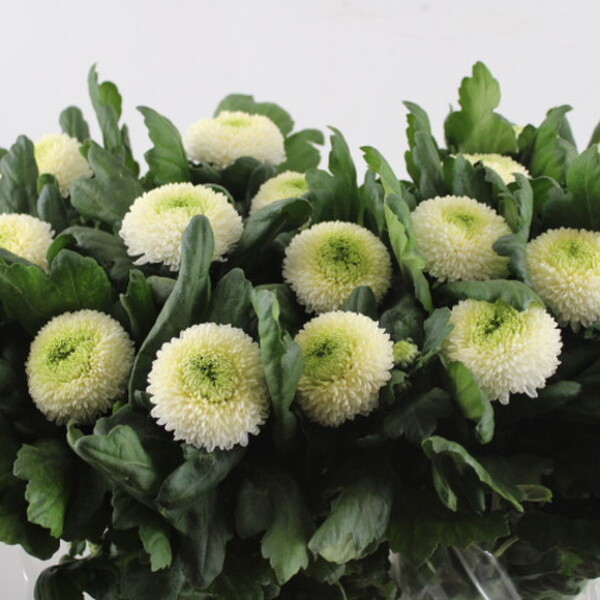 CRISANTEM PIMPOM BLANC X10