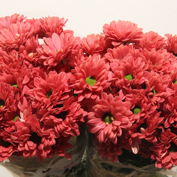 CRISANTEM *PRADA CORAL*