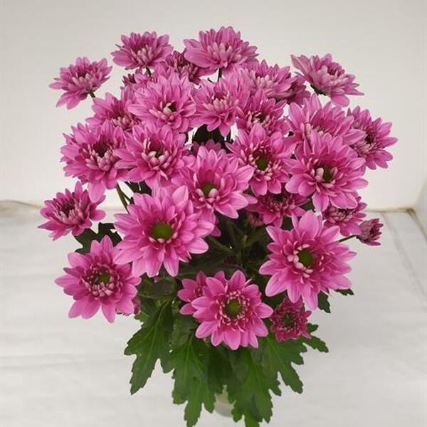 CRISANTEM ROSA *PRADA*