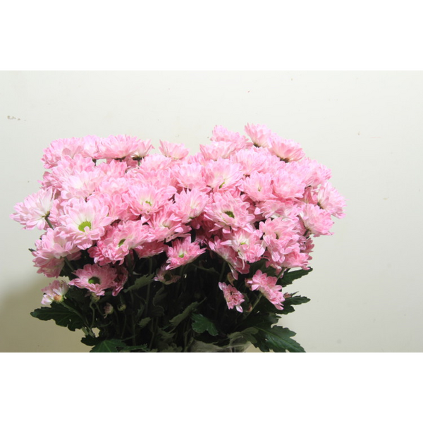 CRISANTEM ROSA *PRADA SWEET*